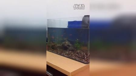 養小龍魚水流大還是小：養小龍魚的注意事項