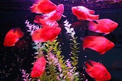 財神魚和紅龍魚混養：財神魚和紅龍魚可以混養嗎