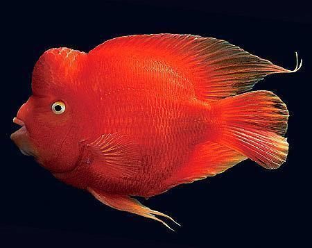 財神魚和紅龍魚混養：財神魚和紅龍魚可以混養嗎