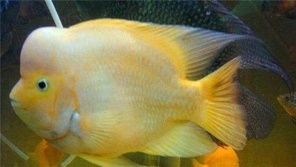 財神魚和紅龍魚混養：財神魚和紅龍魚可以混養嗎