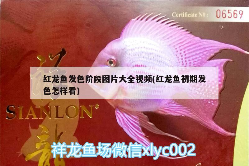 紅龍魚發色階段圖片大全視頻(紅龍魚初期發色怎樣看)