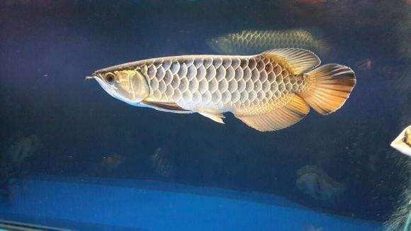 b級過背金龍魚長大是怎樣：b級過背金龍魚的成長過程