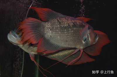 龍魚和戰船能力對養嗎：龍魚和戰船魚混養成功案例分享