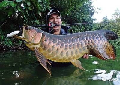 龍魚原生環境：龍魚原生環境是一個充滿生機的熱帶、亞熱帶湖泊或溪流生態系統