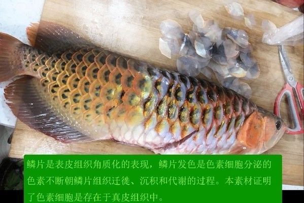 龍魚用青霉素治療用量多少：如何判斷龍魚使用青霉素的治療用量
