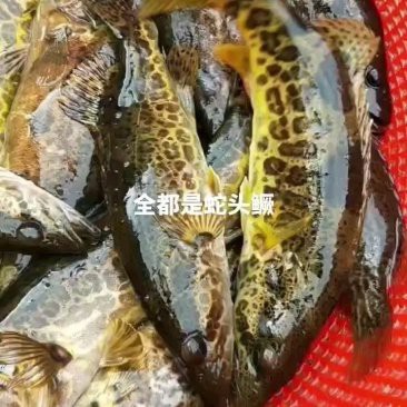 桂林龍魚來源于哪里