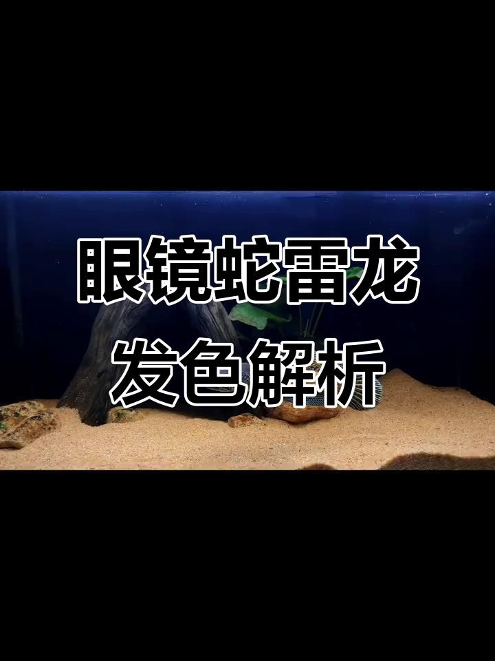 鬼王雷龍繁殖后如何護理幼魚？