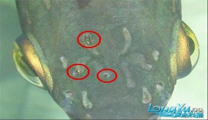 龍魚寄生蟲有哪些癥狀呢怎么治療好：龍魚寄生蟲有哪些癥狀