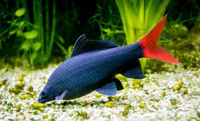 臨海市田園風情水族商行（臨安田園風情小區）