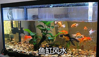 魚缸里放石頭有什么講究？：如何選擇魚缸石頭 魚缸里放石頭有什么講究？：如何選擇魚缸石頭 魚缸百科 第2張