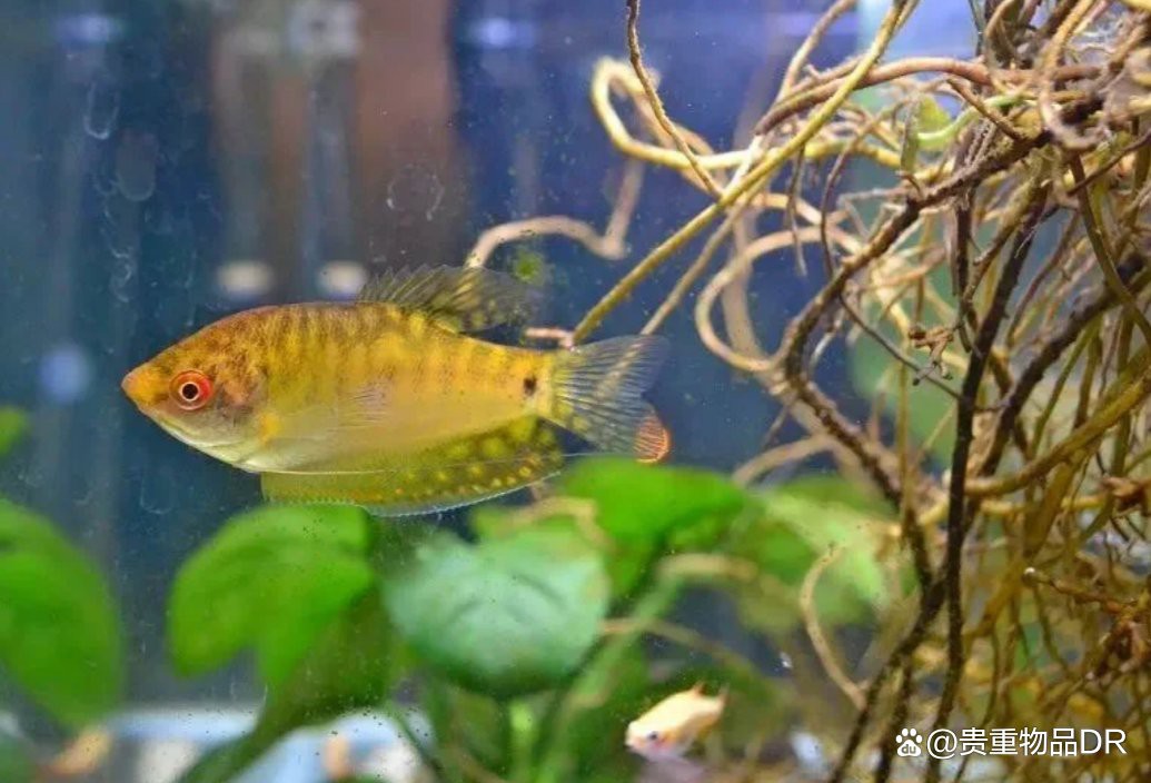 藍龍魚混養需要多大的魚缸？