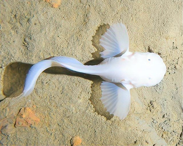 馬里亞納獅子魚