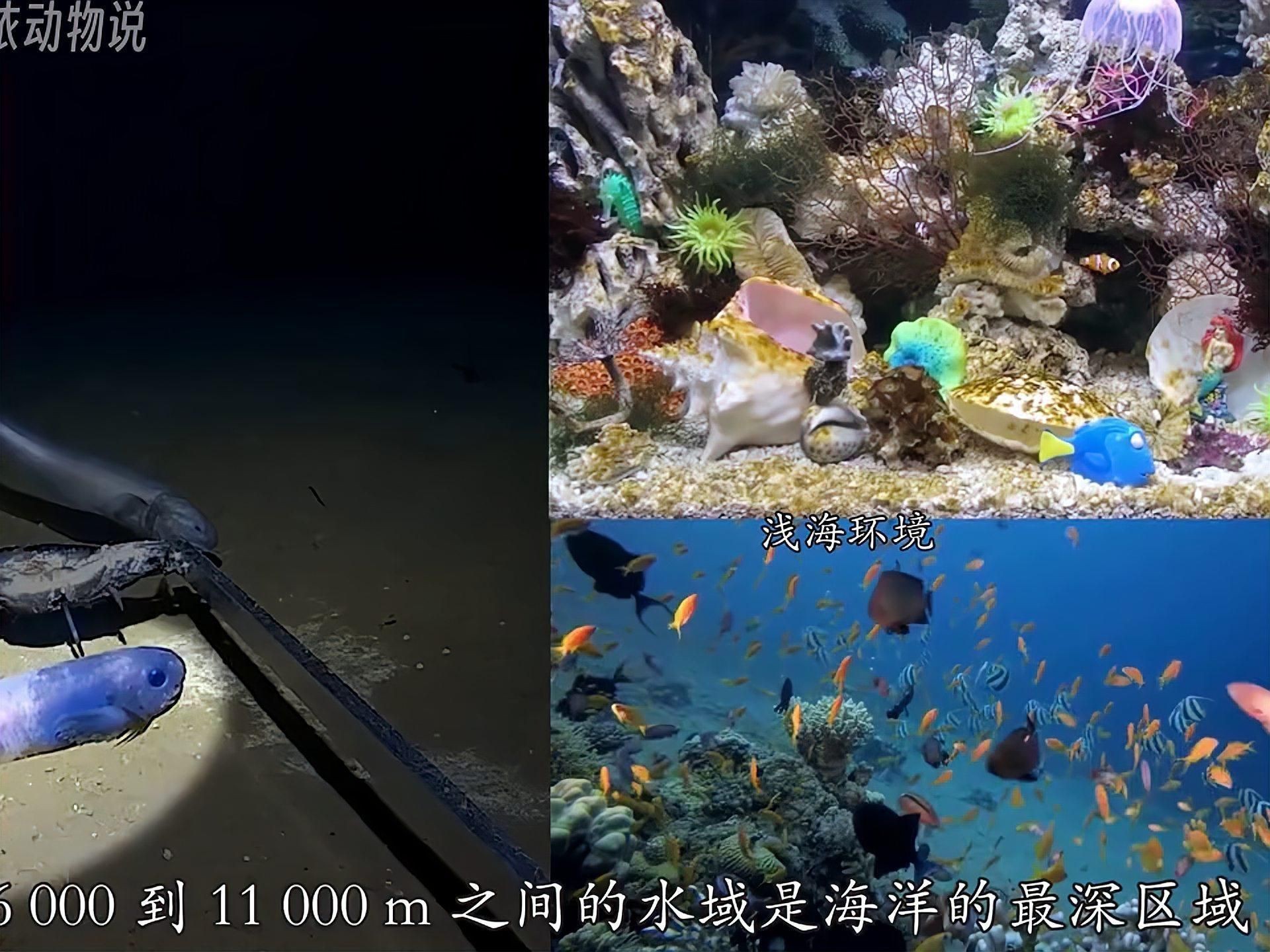 馬里亞納獅子魚