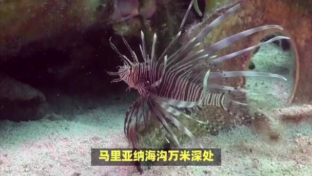 馬里亞納獅子魚