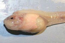 馬里亞納獅子魚