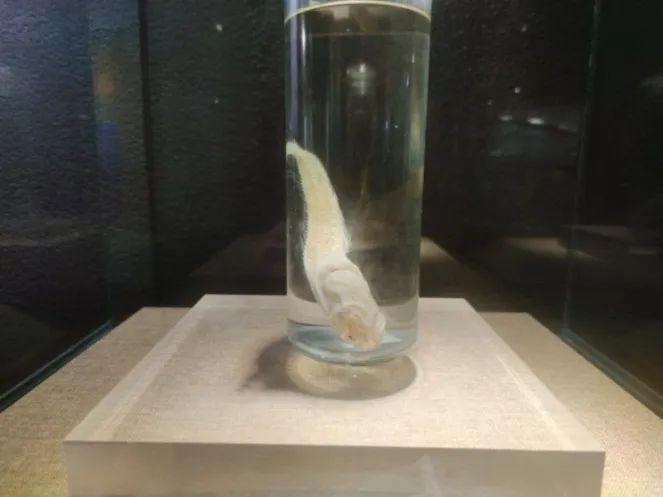 馬里亞納獅子魚