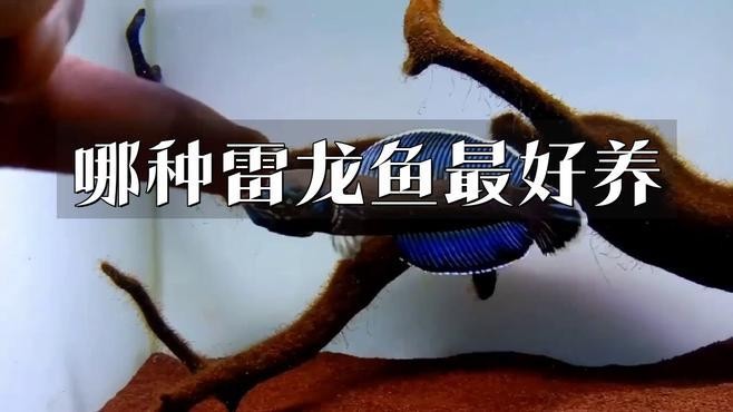 雷龍魚中哪個品種最容易飼養？