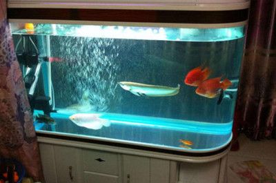 魚缸換水后死亡的原因及解決方法：換水后魚缸換水后復(fù)活可能有以下幾個(gè)原因