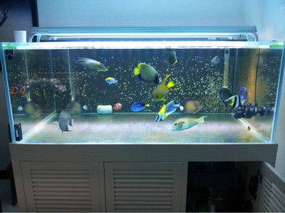 魚缸換水后死亡的原因及解決方法：換水后魚缸換水后復(fù)活可能有以下幾個(gè)原因