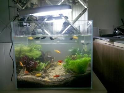 魚缸換水后死亡的原因及解決方法：換水后魚缸換水后復(fù)活可能有以下幾個(gè)原因