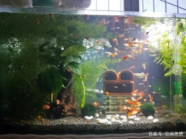 魚缸水渾濁怎么辦？：鳳尾魚魚缸水渾濁怎么辦