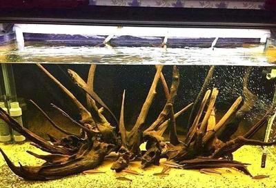 魚缸水渾濁怎么辦？：鳳尾魚魚缸水渾濁怎么辦
