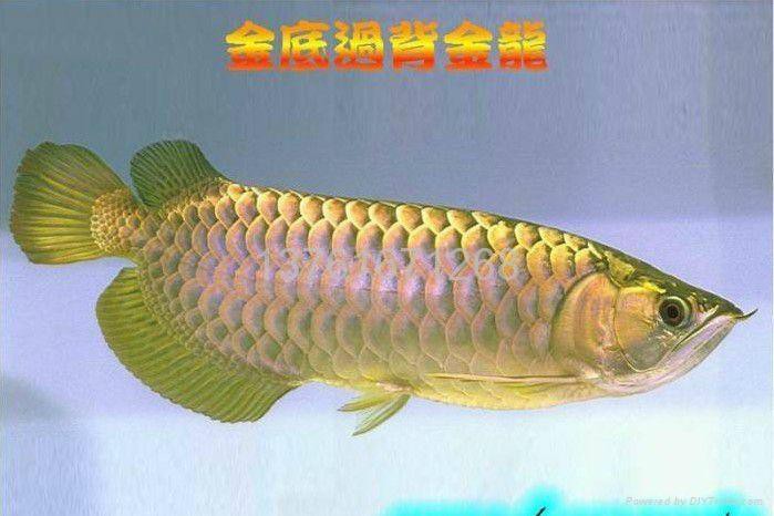 給我高清的福龍魚圖片