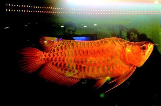 給我高清的福龍魚圖片