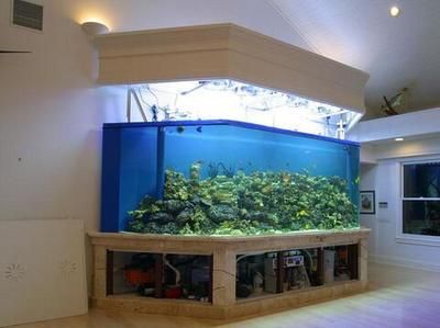 黑色魚缸養魚的優缺點：黑色魚缸養魚的優缺點：關于黑色魚缸養魚的一些優缺點