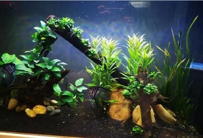 黑色魚缸養魚的優缺點：黑色魚缸養魚的優缺點：關于黑色魚缸養魚的一些優缺點
