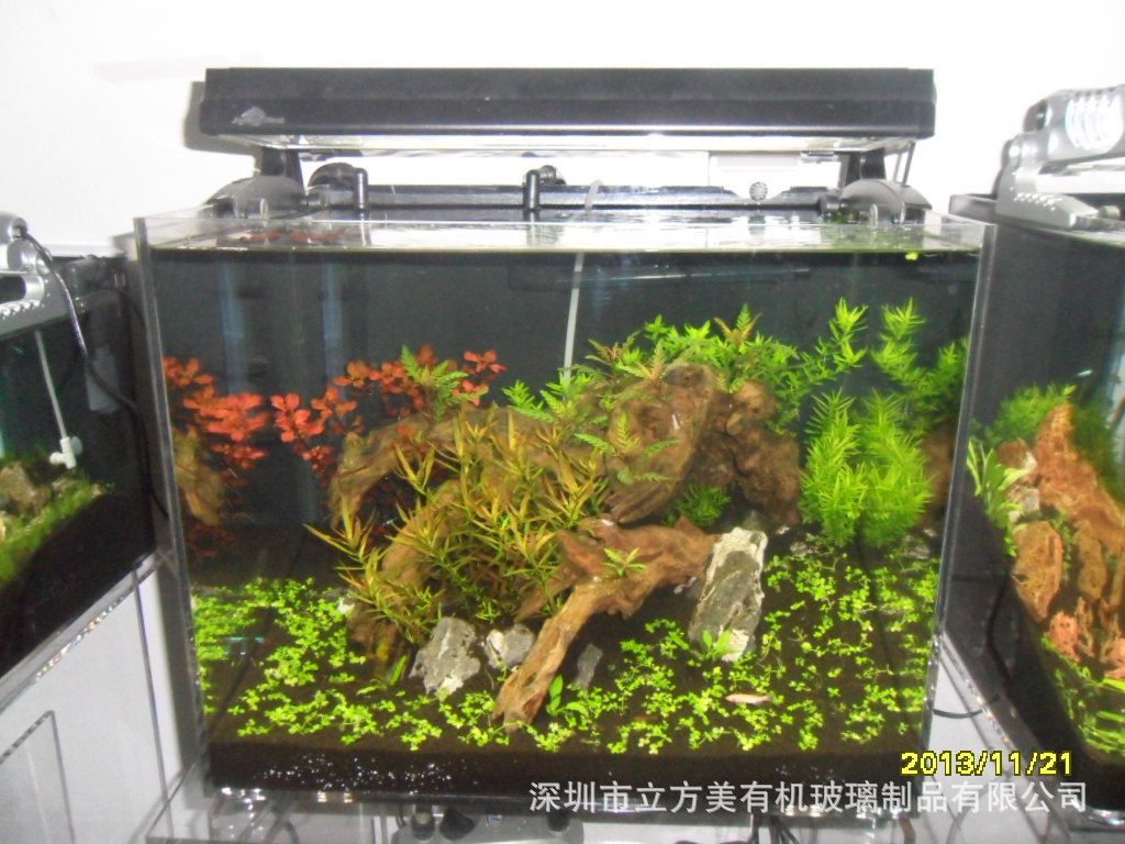 觀賞魚缸的布景方法和注意事項：觀賞魚缸布景方法和注意事項從幾個方面探討觀賞魚缸布景