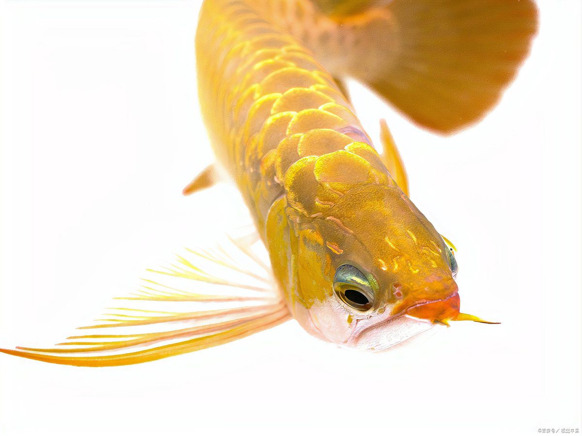 淡水金龍魚圖片大全欣賞