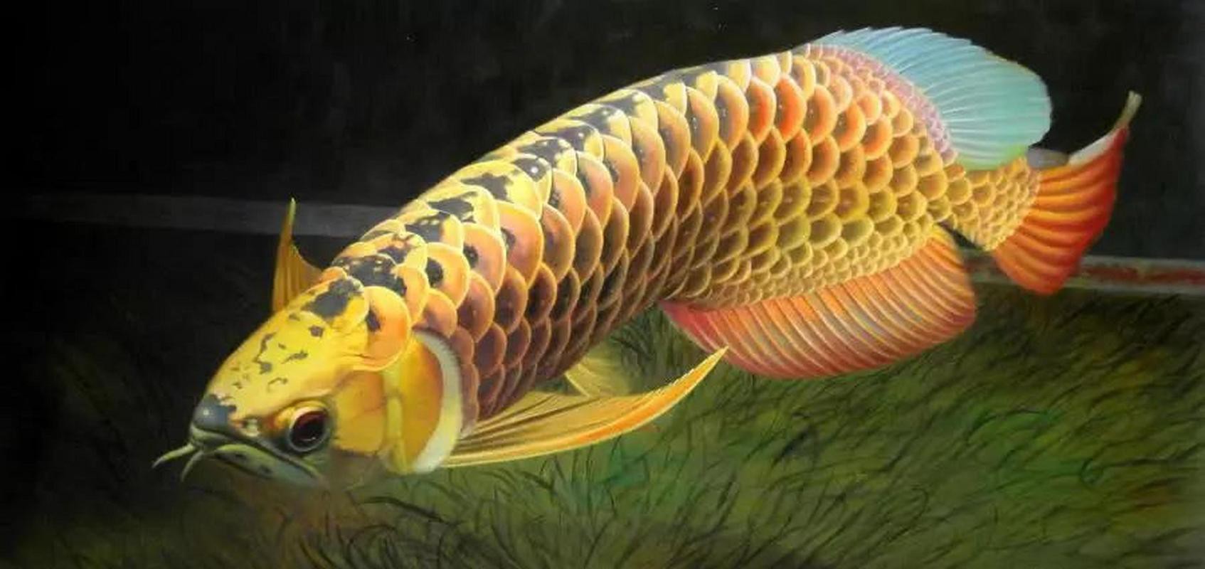 淡水金龍魚圖片大全欣賞