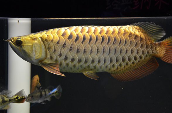 淡水金龍魚圖片大全欣賞