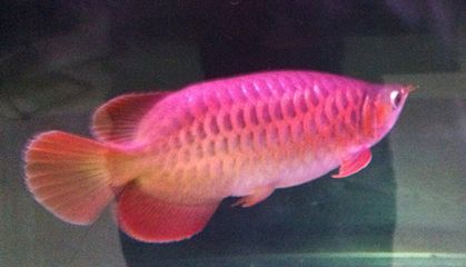 金龍魚和七彩混養能混養嗎：金龍魚和七彩神仙魚混養能混養嗎