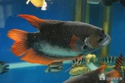 銀龍魚頭一直向下插是什么關系（為什么銀龍魚頭一直向下插）