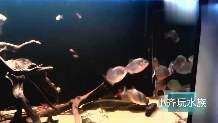 黑水魚缸是一種特殊的水族箱，它的特點是使用黑水的特點：如何正確使用黑水調節魚缸水質