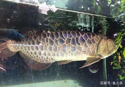 龍魚掉魚鱗怎么辦啊：龍魚掉魚鱗怎么辦
