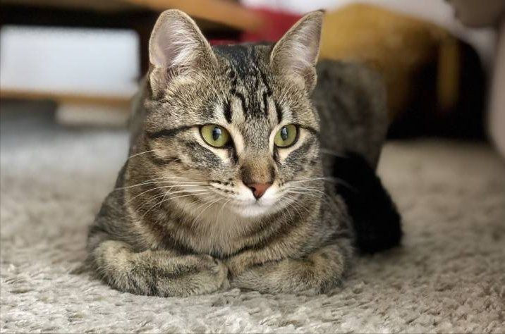 貓咪智商排名1—100，貓咪智商排行榜:最笨和最聰明的貓你養了哪種貓咪智商排行榜