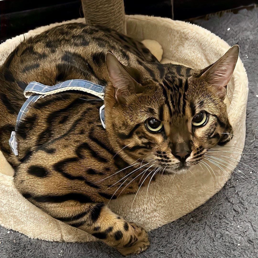 貓咪智商排名1—100，貓咪智商排行榜:最笨和最聰明的貓你養了哪種貓咪智商排行榜