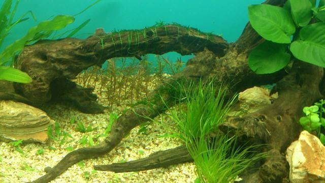 淡水魚缸種植植物的選擇及養殖方法：29篇淡水魚缸養植物注意事項水草對淡水魚缸養殖方法
