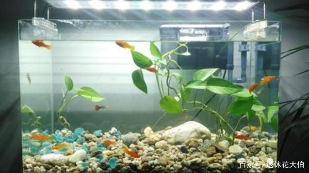 淡水魚缸種植植物的選擇及養殖方法：29篇淡水魚缸養植物注意事項水草對淡水魚缸養殖方法