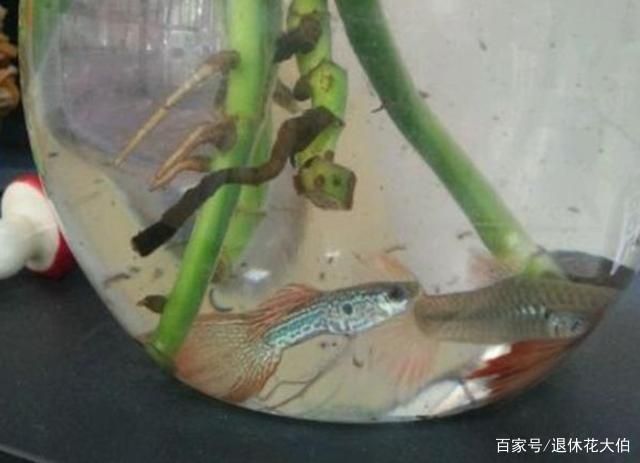 淡水魚缸種植植物的選擇及養殖方法：29篇淡水魚缸養植物注意事項水草對淡水魚缸養殖方法