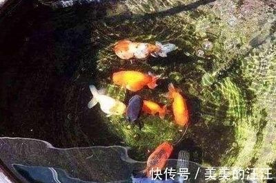 魚缸好與壞的區別圖片（關于魚缸好壞的區別，主要從以下幾個方面進行分析：）