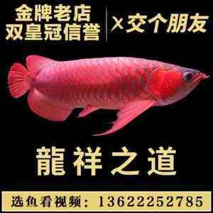 紅龍魚活體魚怎么喂養視頻：紅龍魚怎么養紅龍魚的正確飼養方法