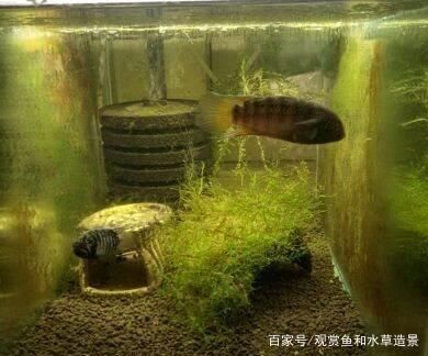 魟魚缸內(nèi)布局優(yōu)化技巧：在魚缸內(nèi)布局的優(yōu)化技巧以提高其生活質(zhì)量和觀賞效果