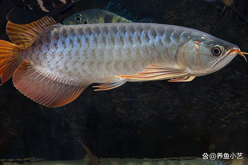 招財(cái)貓魚(yú)和龍魚(yú)的區(qū)別在哪里