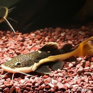 招財(cái)貓魚(yú)和龍魚(yú)的區(qū)別在哪里