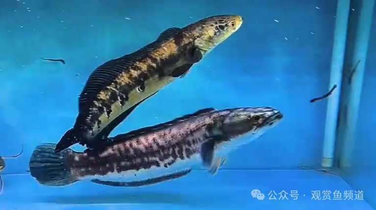 招財(cái)貓魚(yú)和龍魚(yú)的區(qū)別在哪里