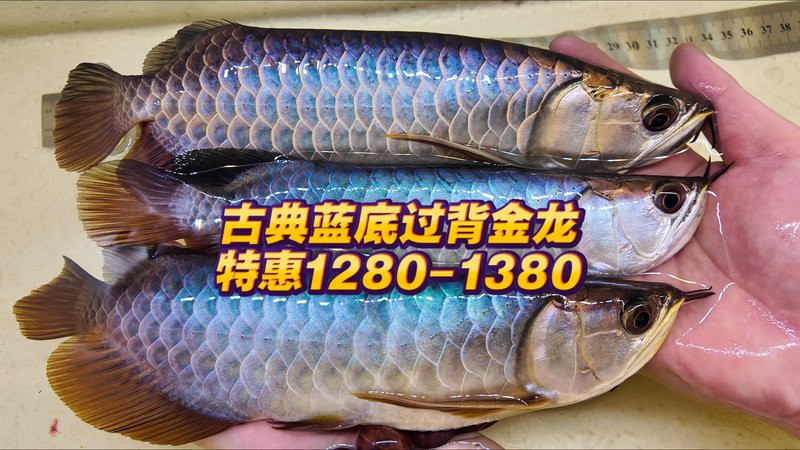藍麒麟金龍魚的圖片大全